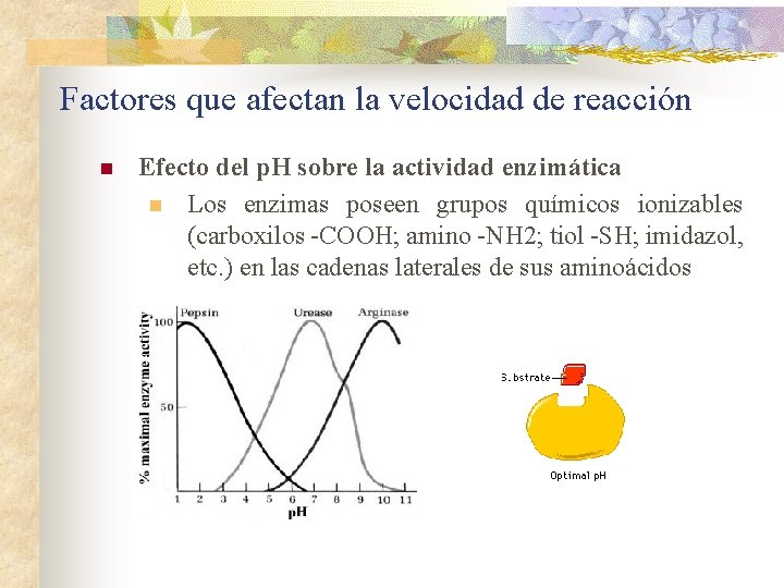 Factores que afectan la velocidad de reacción n Efecto del p. H sobre la