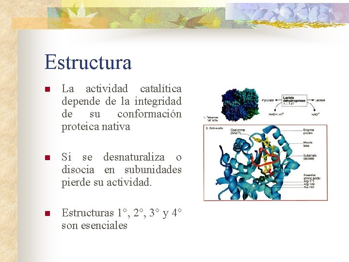 Estructura n La actividad catalítica depende de la integridad de su conformación proteica nativa