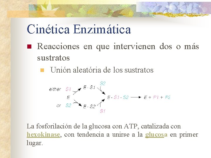 Cinética Enzimática n Reacciones en que intervienen dos o más sustratos n Unión aleatória