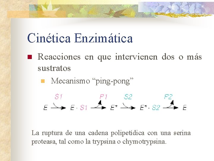Cinética Enzimática n Reacciones en que intervienen dos o más sustratos n Mecanismo “ping-pong”