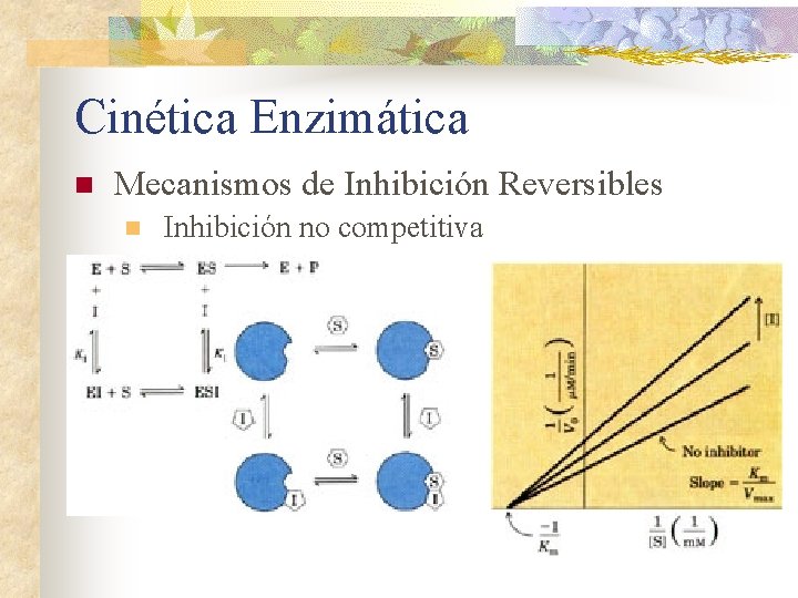 Cinética Enzimática n Mecanismos de Inhibición Reversibles n Inhibición no competitiva 