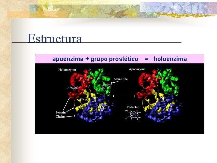 Estructura apoenzima + grupo prostético = holoenzima 