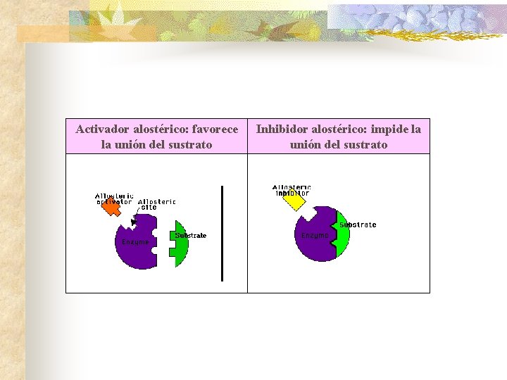 Activador alostérico: favorece la unión del sustrato Inhibidor alostérico: impide la unión del sustrato