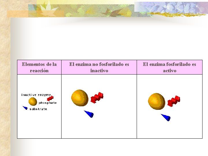 Elementos de la reacción El enzima no fosforilado es inactivo El enzima fosforilado es