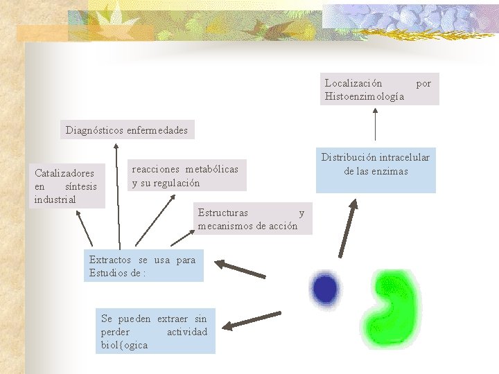 Localización Histoenzimología por Diagnósticos enfermedades Catalizadores en síntesis industrial reacciones metabólicas y su regulación