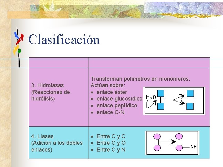 Clasificación 3. Hidrolasas (Reacciones de hidrólisis) 4. Liasas (Adición a los dobles enlaces) Transforman