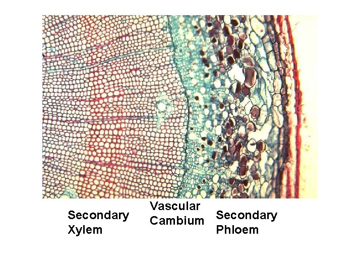 Secondary Xylem Vascular Cambium Secondary Phloem 