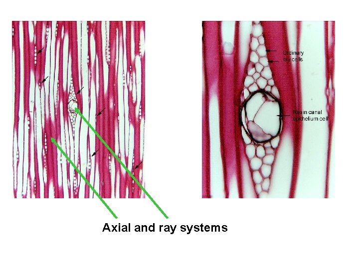Axial and ray systems 