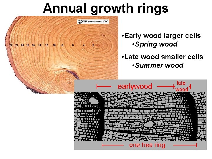 Annual growth rings • Early wood larger cells • Spring wood • Late wood