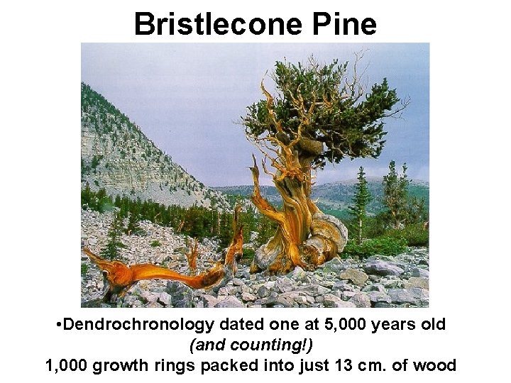 Bristlecone Pine • Dendrochronology dated one at 5, 000 years old (and counting!) 1,