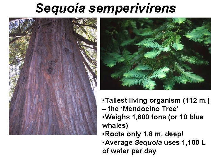 Sequoia semperivirens • Tallest living organism (112 m. ) – the ‘Mendocino Tree’ •