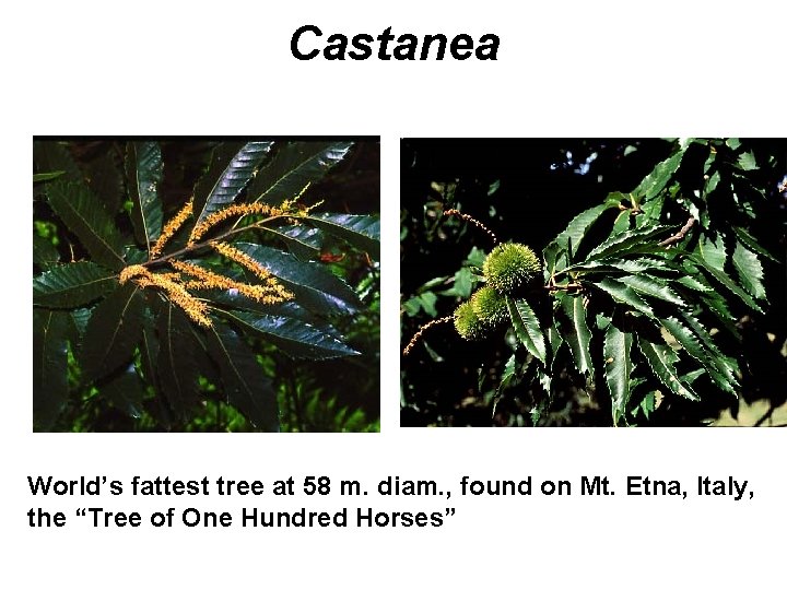 Castanea World’s fattest tree at 58 m. diam. , found on Mt. Etna, Italy,