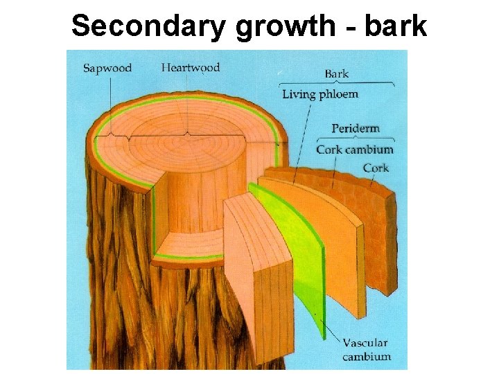 Secondary growth - bark 