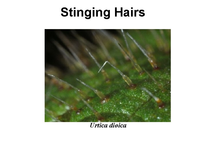 Stinging Hairs Urtica dioica 
