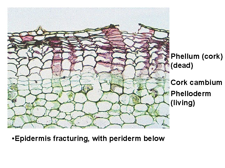 Phellum (cork) (dead) Cork cambium Phelloderm (living) • Epidermis fracturing, with periderm below 