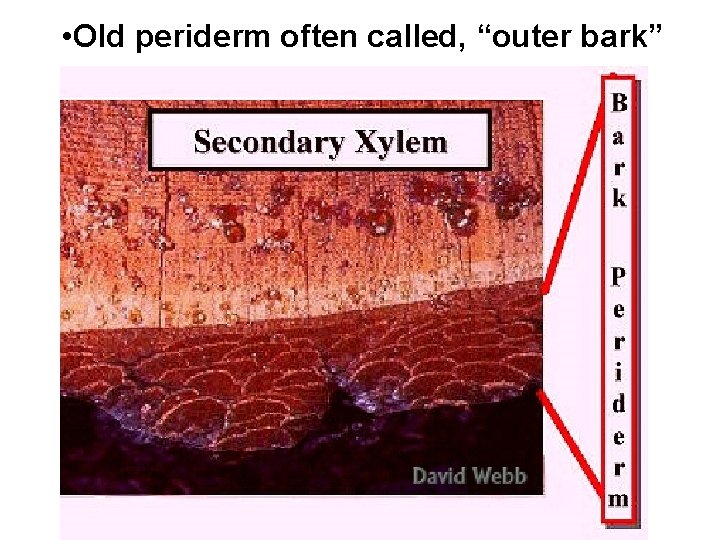  • Old periderm often called, “outer bark” 