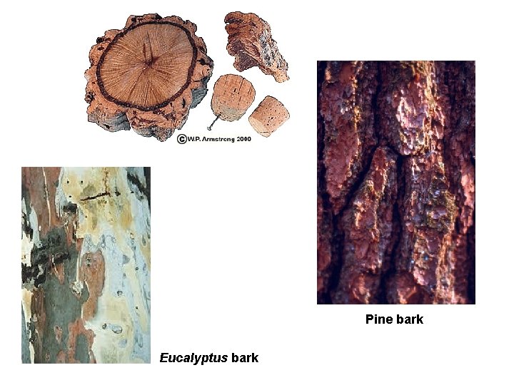 Pine bark Eucalyptus bark 