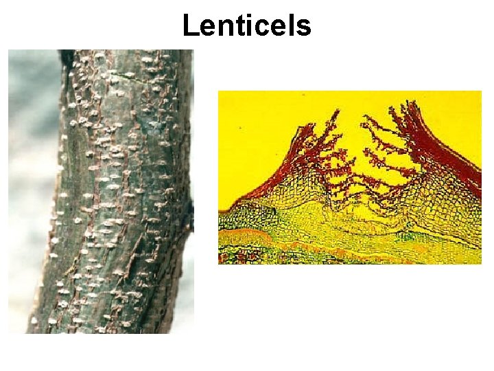 Lenticels 