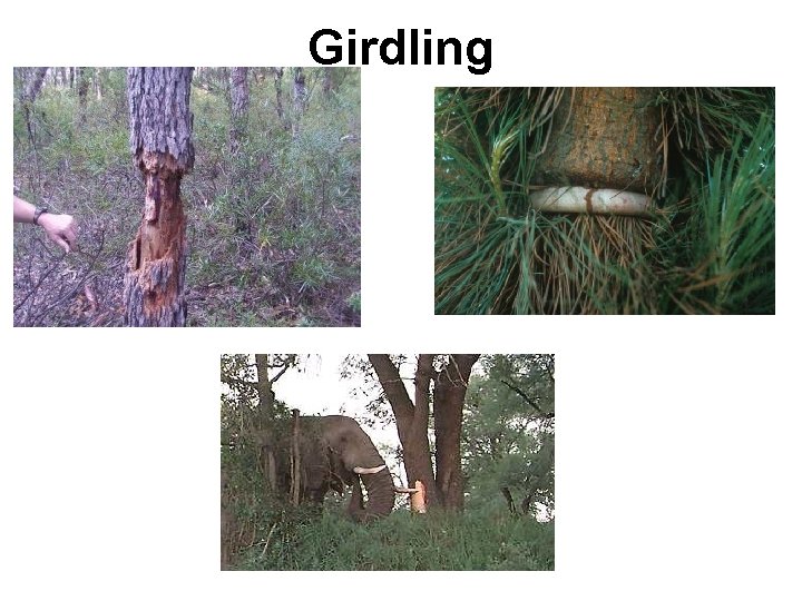 Girdling 