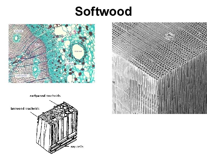 Softwood 