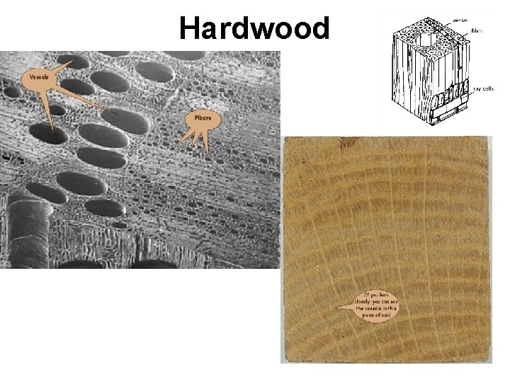 Hardwood 