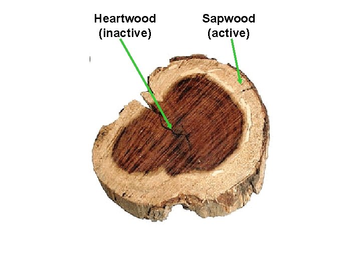 Heartwood (inactive) Sapwood (active) 