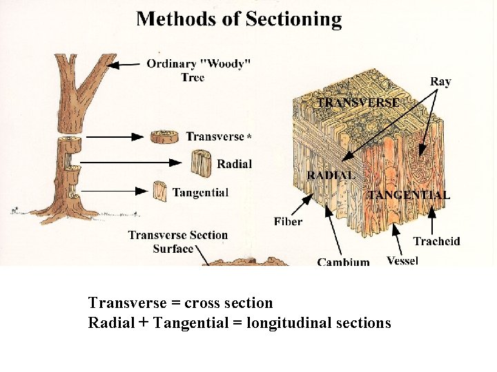 Transverse = cross section Radial + Tangential = longitudinal sections 
