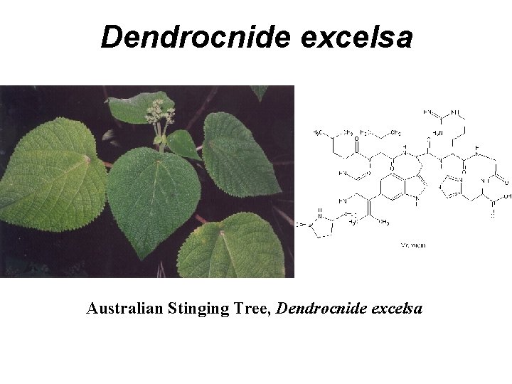 Dendrocnide excelsa Australian Stinging Tree, Dendrocnide excelsa 