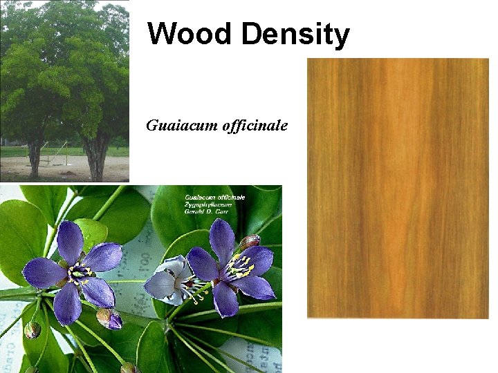 Wood Density Guaiacum officinale 