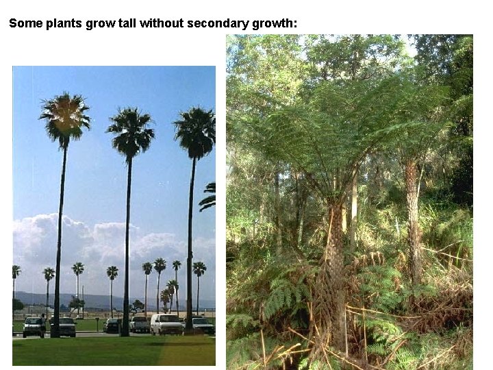 Some plants grow tall without secondary growth: 