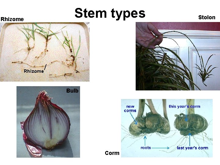 Rhizome Stem types Bulb Corm Stolon 