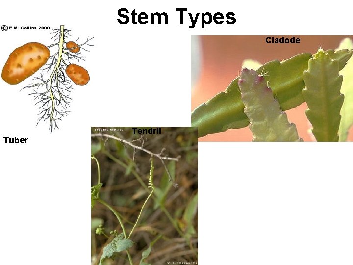 Stem Types Cladode Tuber Tendril 