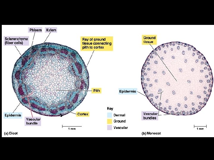 Dicot vs. Monocot Stems 