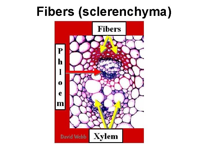 Fibers (sclerenchyma) 
