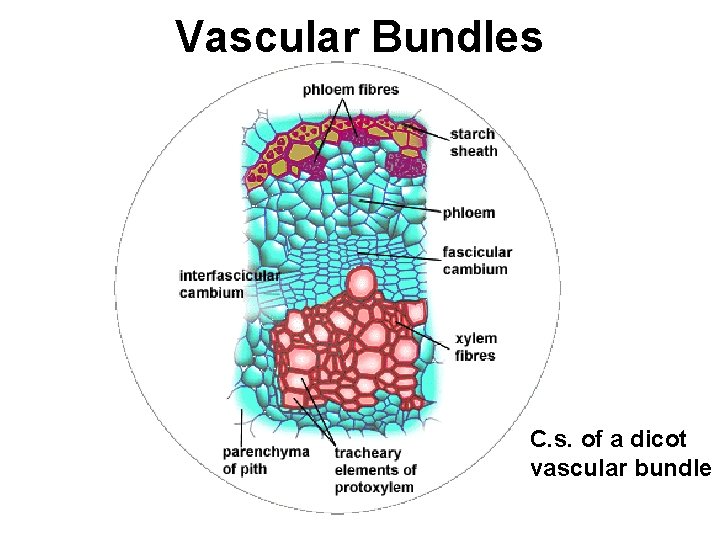Vascular Bundles C. s. of a dicot vascular bundle 