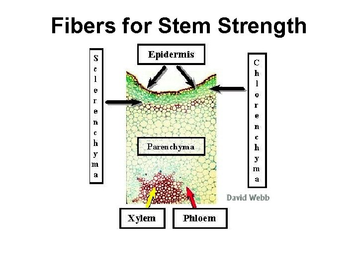 Fibers for Stem Strength 