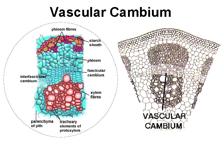 Vascular Cambium 