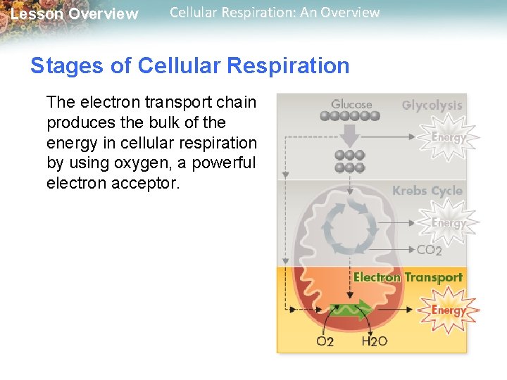 Lesson Overview Cellular Respiration: An Overview Stages of Cellular Respiration The electron transport chain