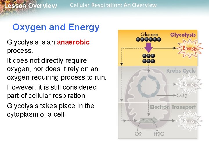 Lesson Overview Cellular Respiration: An Overview Oxygen and Energy Glycolysis is an anaerobic process.