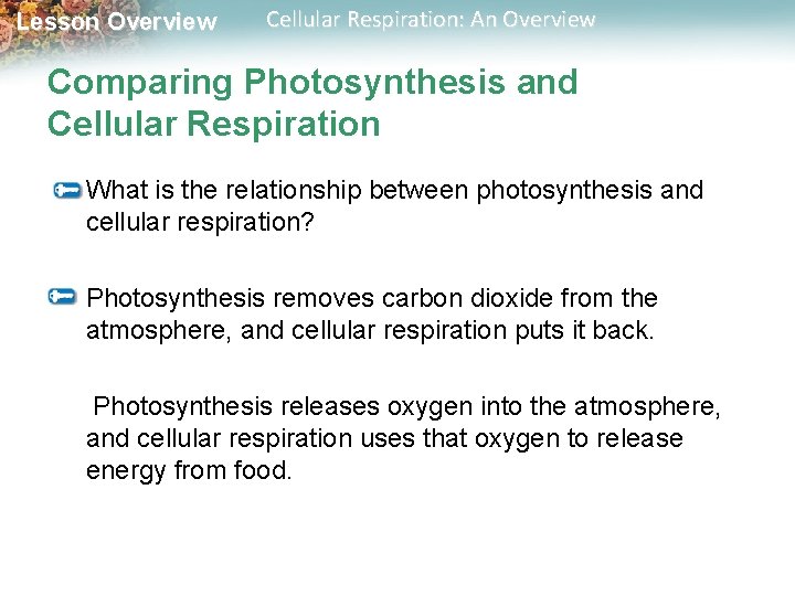 Lesson Overview Cellular Respiration: An Overview Comparing Photosynthesis and Cellular Respiration What is the