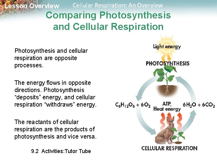 Lesson Overview Cellular Respiration: An Overview Comparing Photosynthesis and Cellular Respiration Photosynthesis and cellular