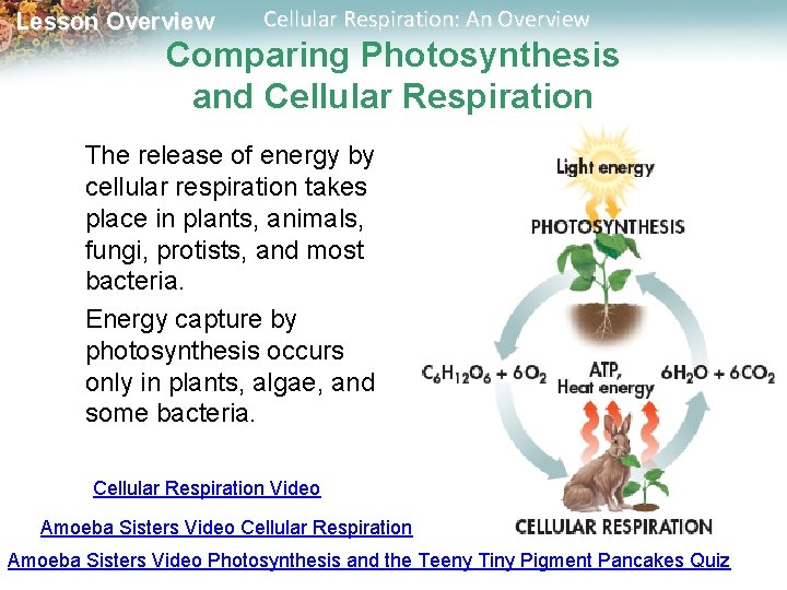 Lesson Overview Cellular Respiration: An Overview Comparing Photosynthesis and Cellular Respiration The release of