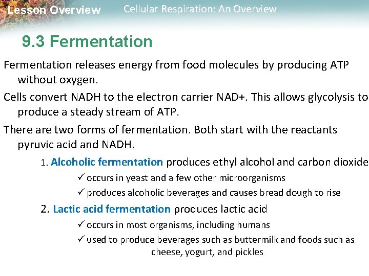 Lesson Overview Cellular Respiration: An Overview 9. 3 Fermentation releases energy from food molecules