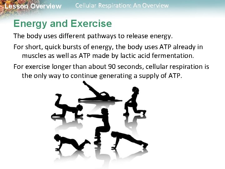 Lesson Overview Cellular Respiration: An Overview Energy and Exercise The body uses different pathways