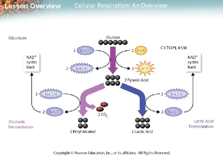 Lesson Overview Cellular Respiration: An Overview 