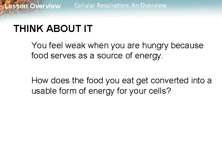 Lesson Overview Cellular Respiration: An Overview THINK ABOUT IT You feel weak when you