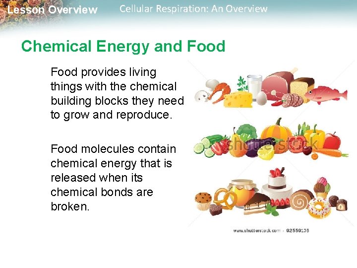 Lesson Overview Cellular Respiration: An Overview Chemical Energy and Food provides living things with