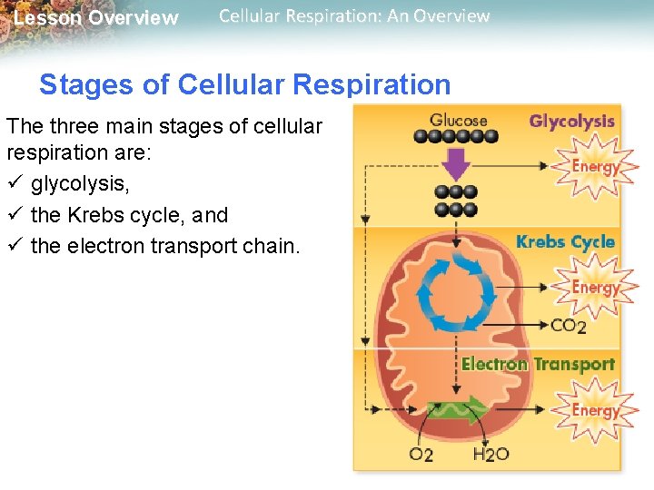 Lesson Overview Cellular Respiration: An Overview Stages of Cellular Respiration The three main stages