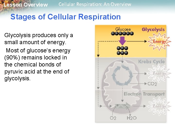 Lesson Overview Cellular Respiration: An Overview Stages of Cellular Respiration Glycolysis produces only a