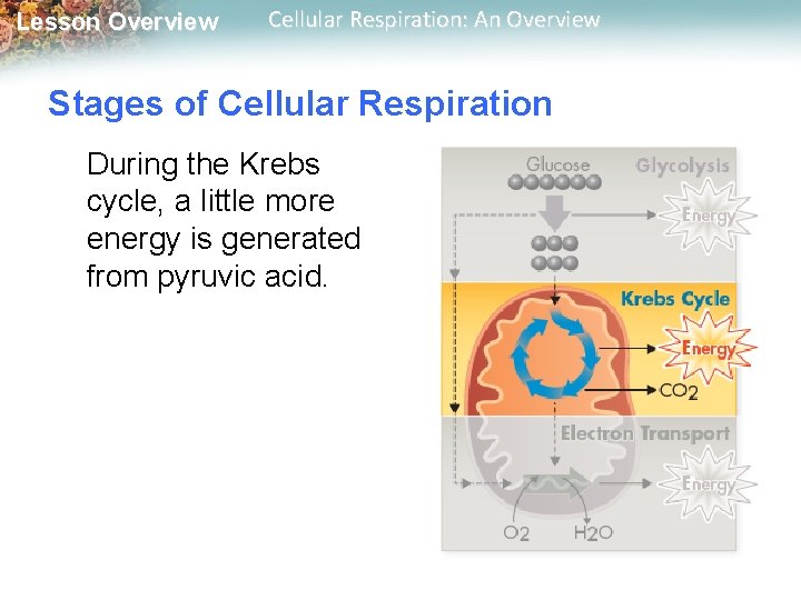 Lesson Overview Cellular Respiration: An Overview Stages of Cellular Respiration During the Krebs cycle,